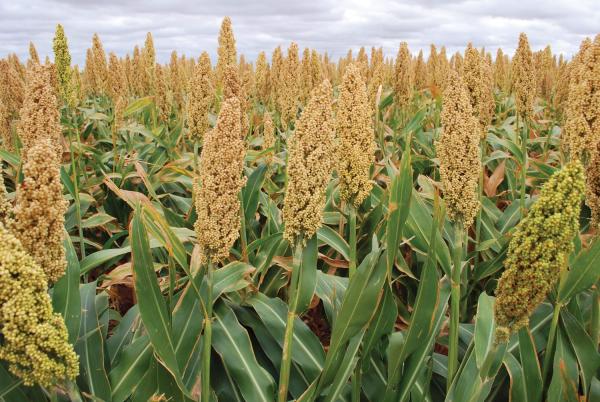 Creation of a full cycle for the cultivation of sugar sorghum, processing and production of sugar syrup and animal feed