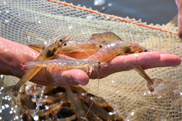 Creation of a fish cluster. Construction of the second phase of the shrimp farm