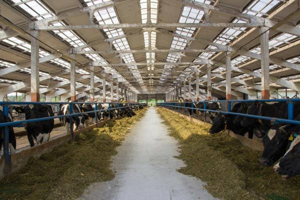 Creation of a mega-farm and construction of a meat processing plant for the processing of small cattle