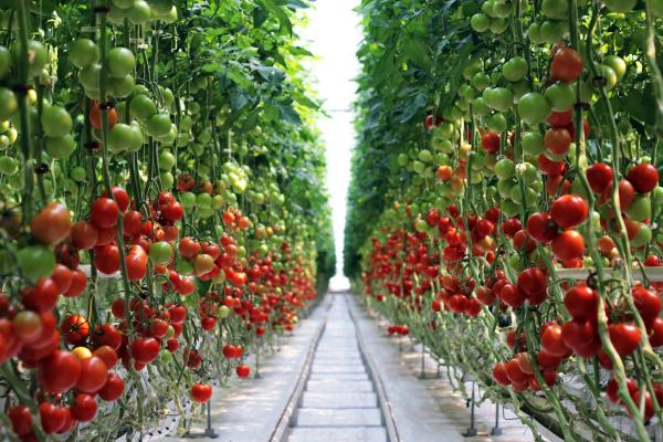 Construction of a modern high-tech tomato greenhouse complex